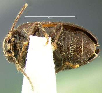 Media type: image;   Entomology 2350 Aspect: habitus ventral view